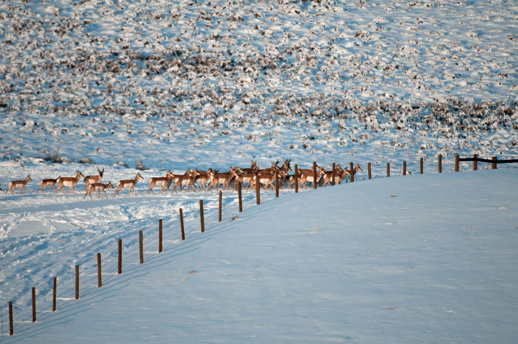 Wildlife migrations